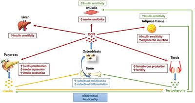 Hypogonadism, Type-2 Diabetes Mellitus, and Bone Health: A Narrative Review